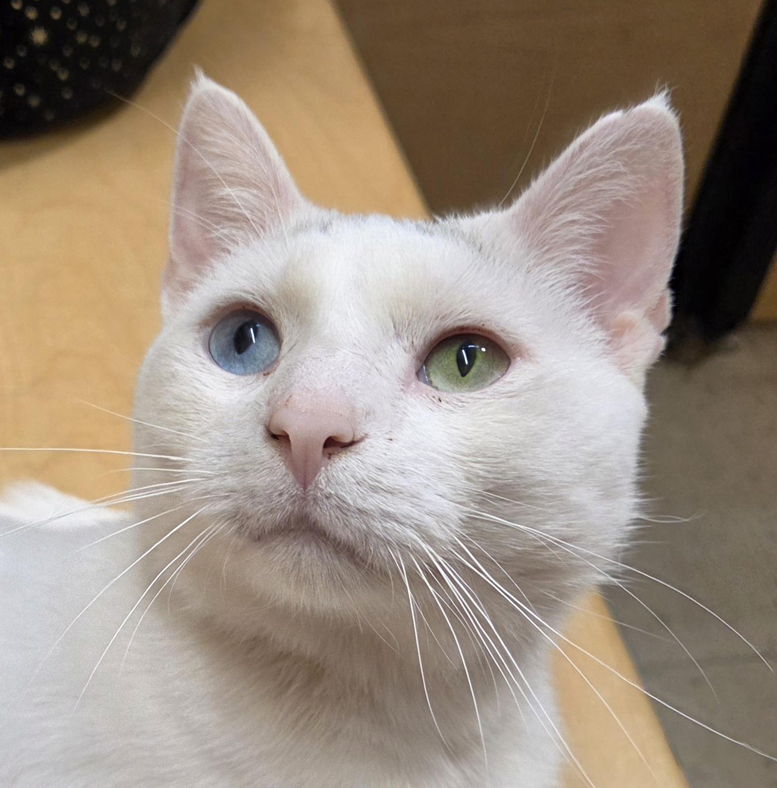 Coby, an adoptable Domestic Short Hair in Syracuse, NY image 1/5