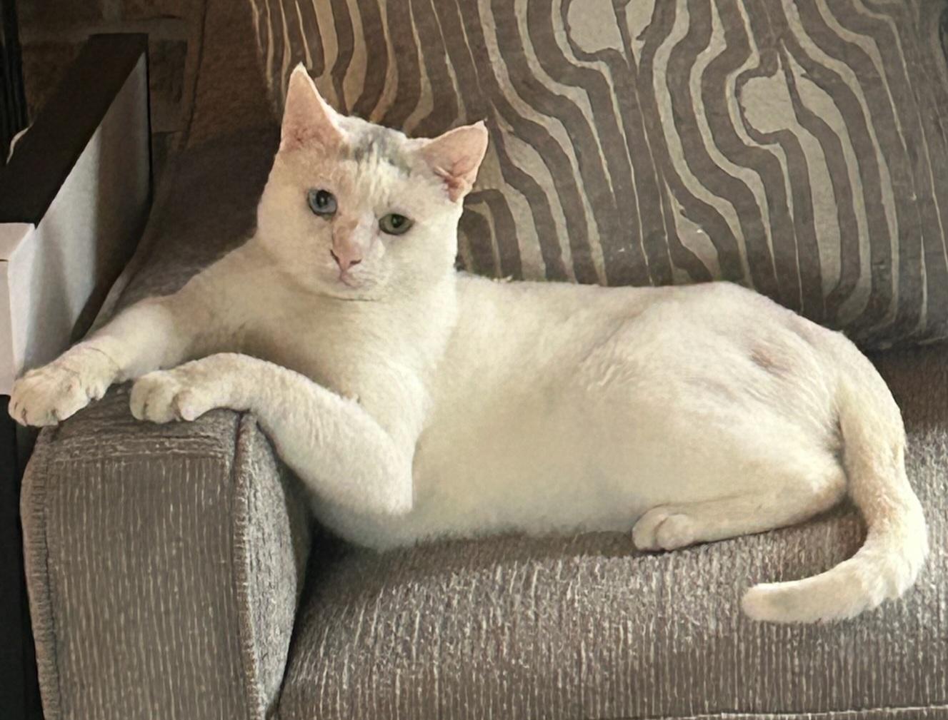 Coby, a ADOPTABLE Domestic Short Hair in Syracuse, NY image 2/5