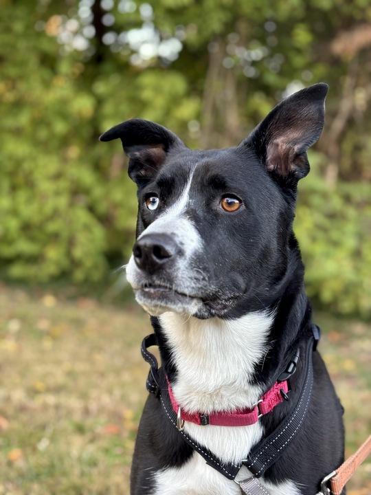 Gracie, Adoptable, Young Female Black Labrador Retriever & Border Collie.