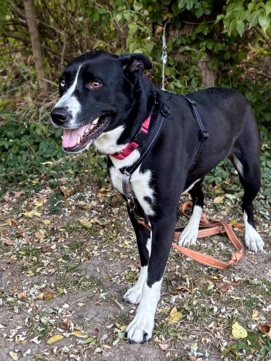 Gracie, a Adoptable mixed breed in Indianapolis, IN image 2/5