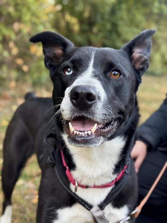 Gracie, a Adoptable mixed breed in Indianapolis, IN image 3/5