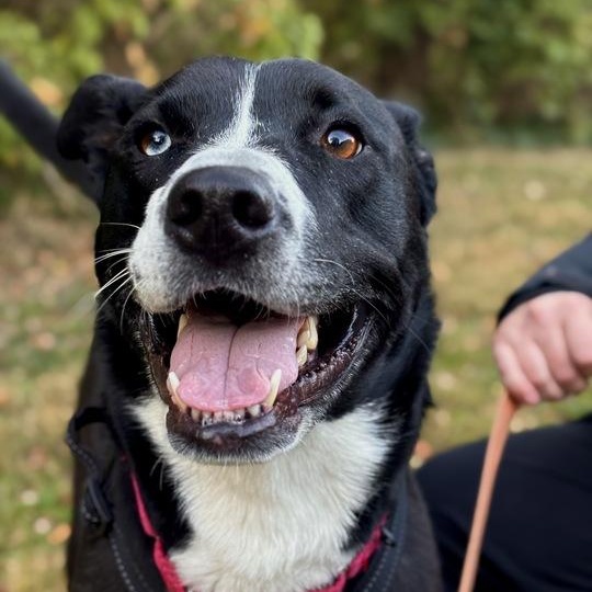 Gracie, a Adoptable mixed breed in Indianapolis, IN image 4/5