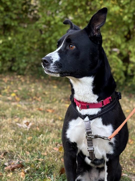 Gracie, a Adoptable mixed breed in Indianapolis, IN image 5/5