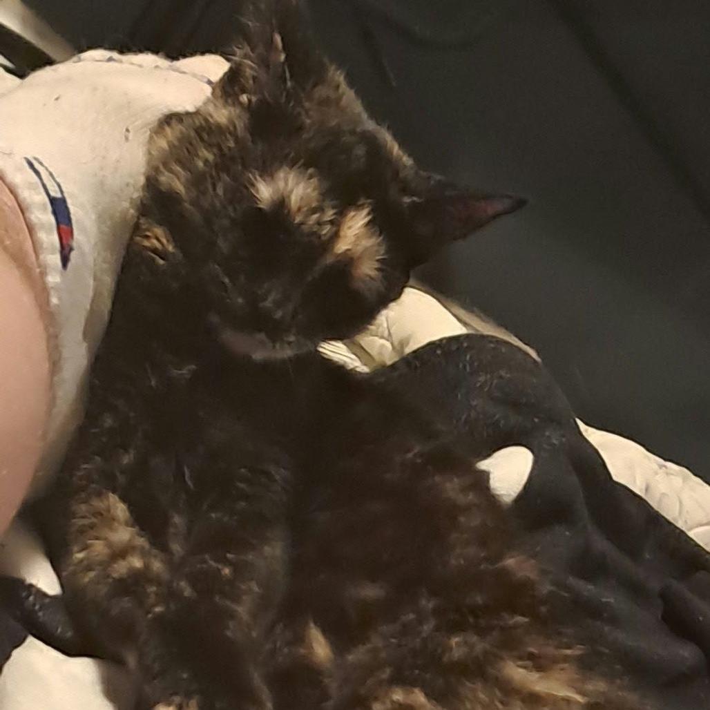 Callie, Adoptable, Young Female Domestic Short Hair.