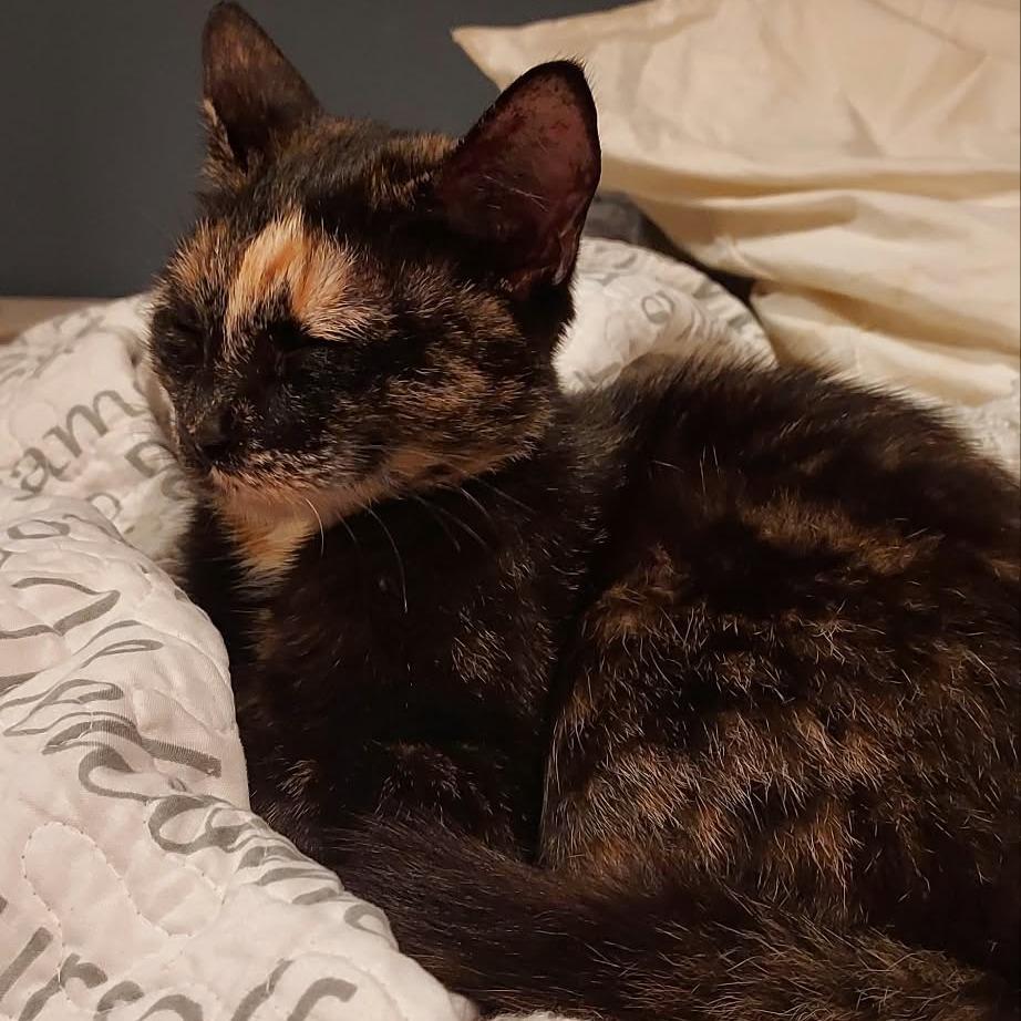 Enlarge Callie, a Adoptable Domestic Short Hair in Gainesboro, TN image 2/3