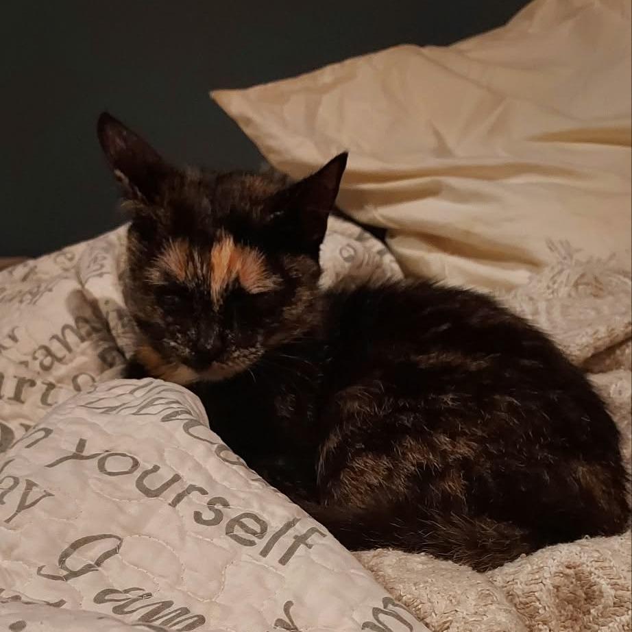 Enlarge Callie, a Adoptable Domestic Short Hair in Gainesboro, TN image 3/3