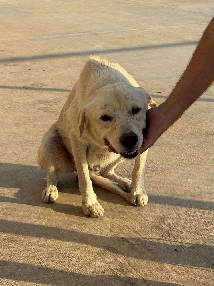 Casper, Adoptable, Adult Male Labrador Retriever.