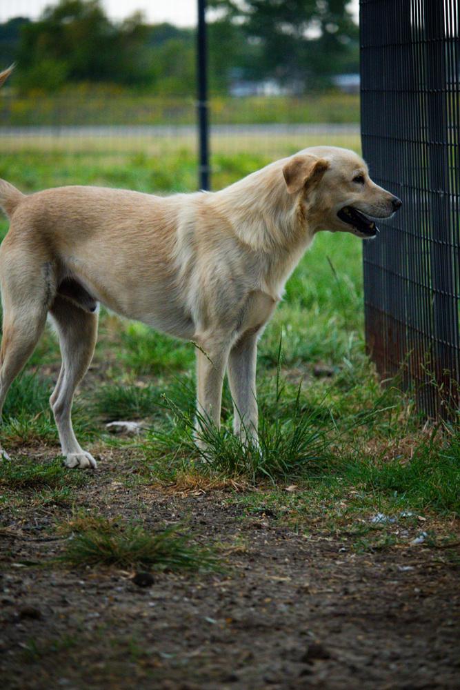 Enlarge Casper, a Adoptable Labrador Retriever in Sanger, TX image 3/5