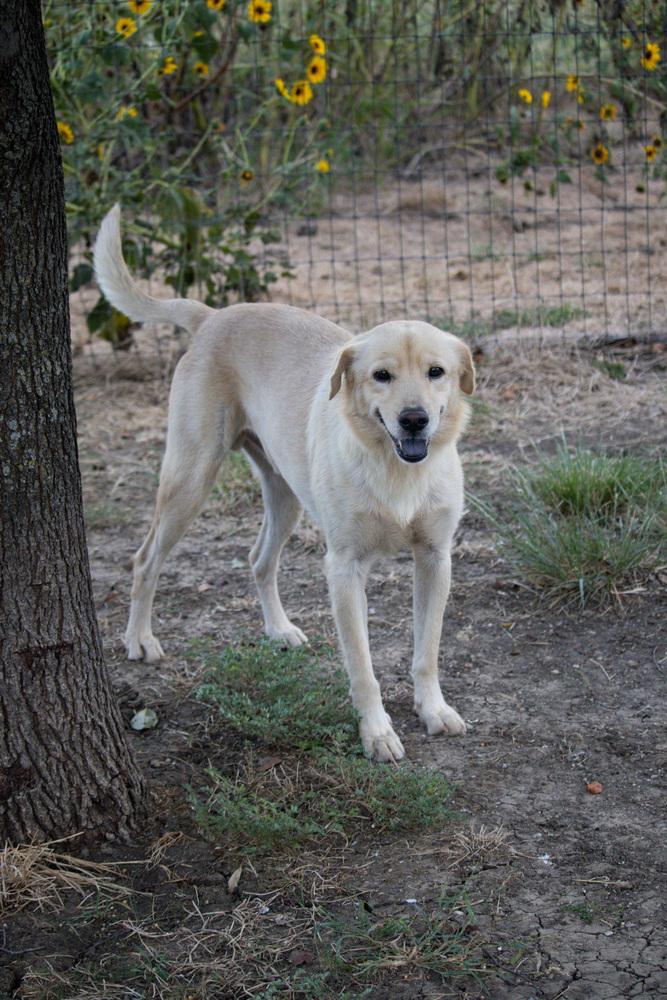 Enlarge Casper, a Adoptable Labrador Retriever in Sanger, TX image 4/5