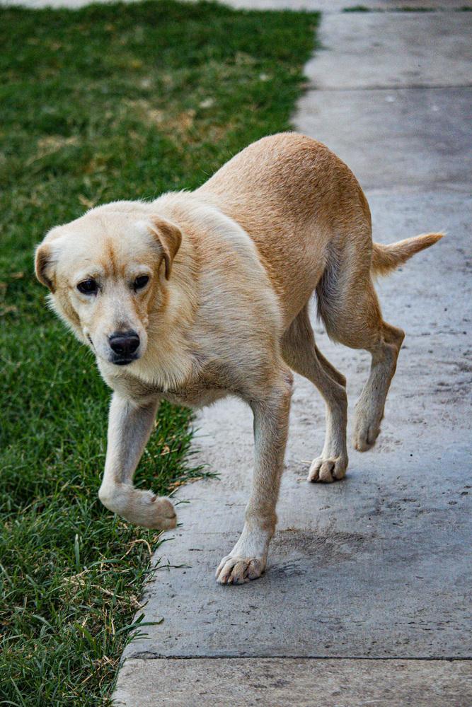 Enlarge Casper, a Adoptable Labrador Retriever in Sanger, TX image 5/5