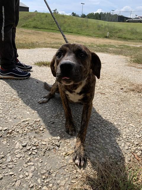 Enlarge LOUISE, a Adoptable American Staffordshire Terrier in Chester, SC image 2/2