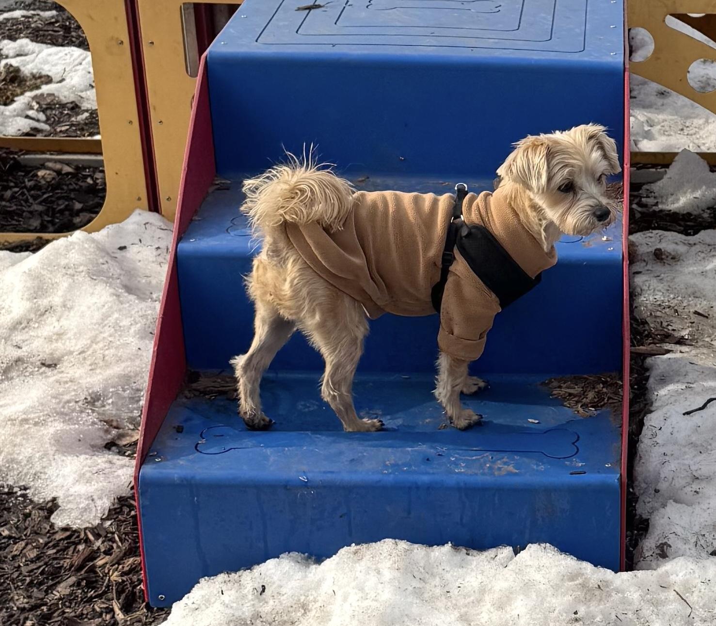 Enlarge Trixie, an adopted mixed breed in Brooklyn, NY image 2/6