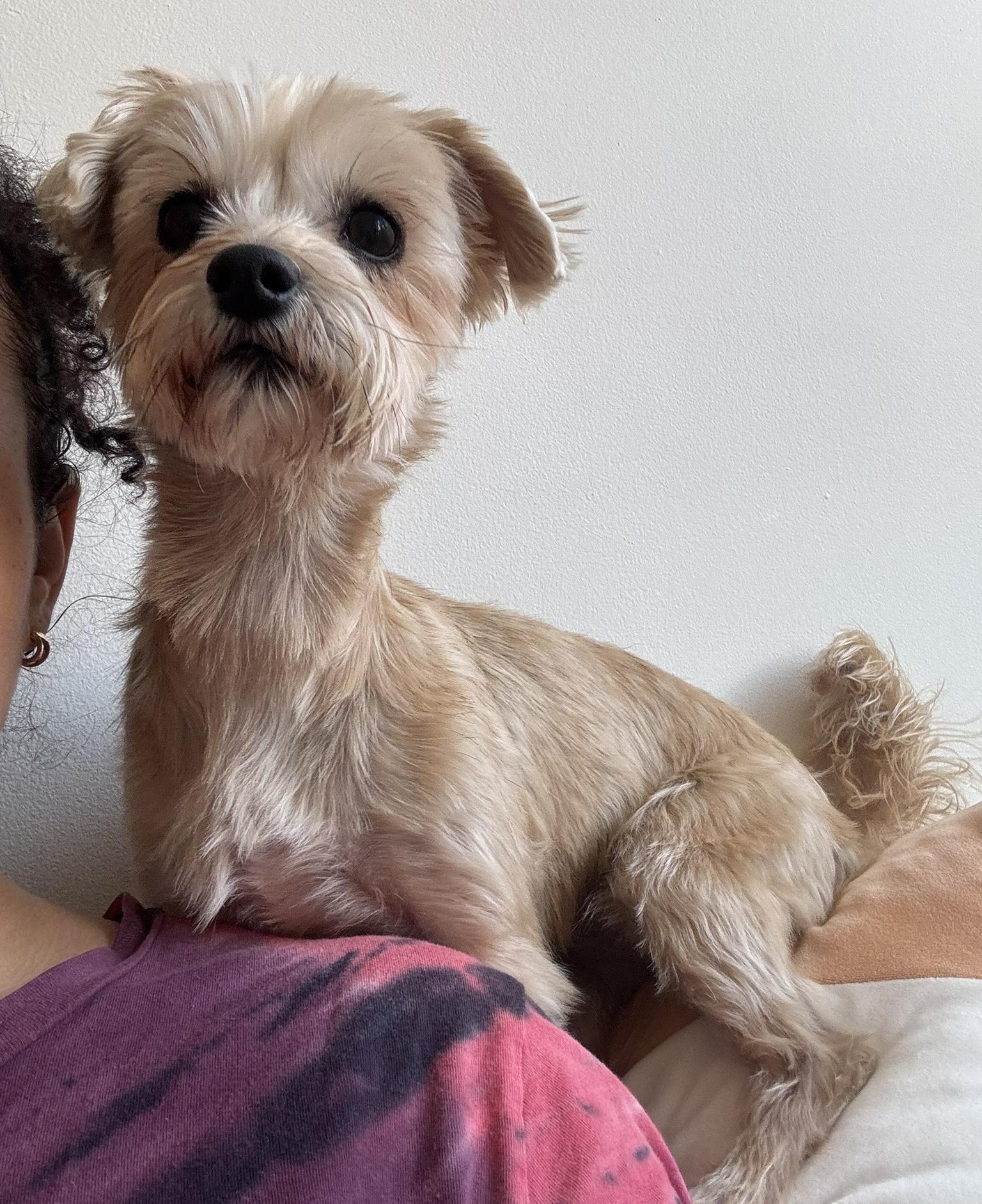 Enlarge Trixie, an adopted mixed breed in Brooklyn, NY image 4/6