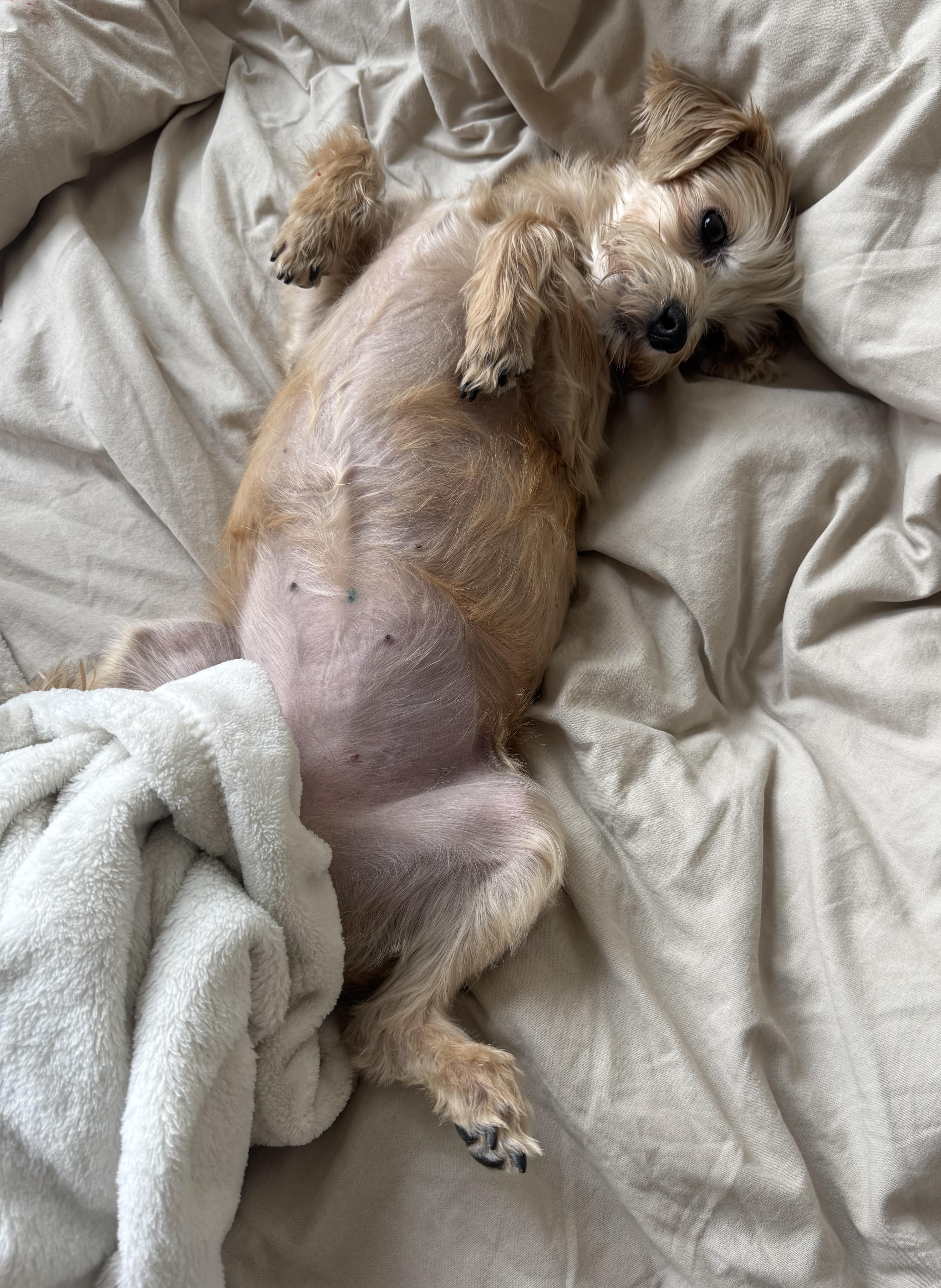 Enlarge Trixie, an adopted mixed breed in Brooklyn, NY image 3/6