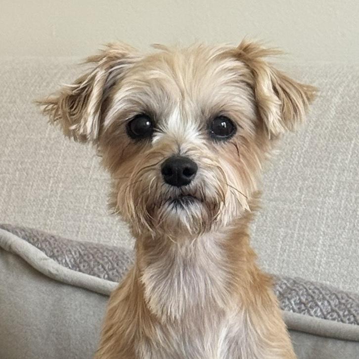 Trixie, adopted, Senior Female Yorkshire Terrier.