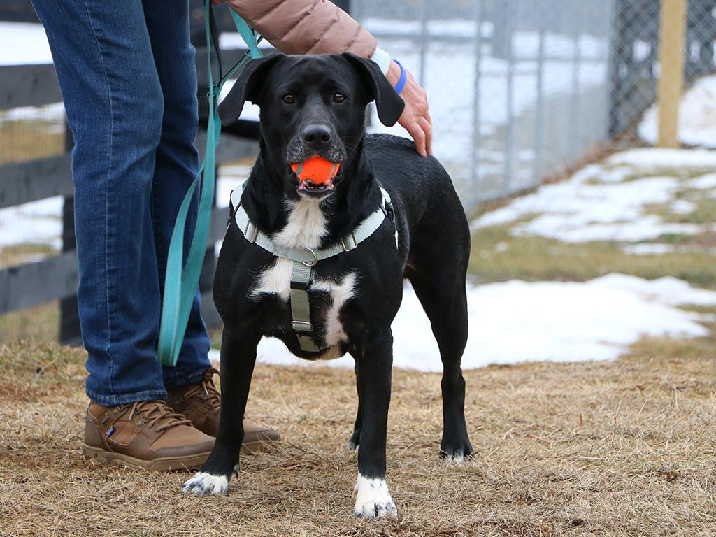 Enlarge Bruce, a ADOPTABLE mixed breed in Charles Town, WV image 3/4