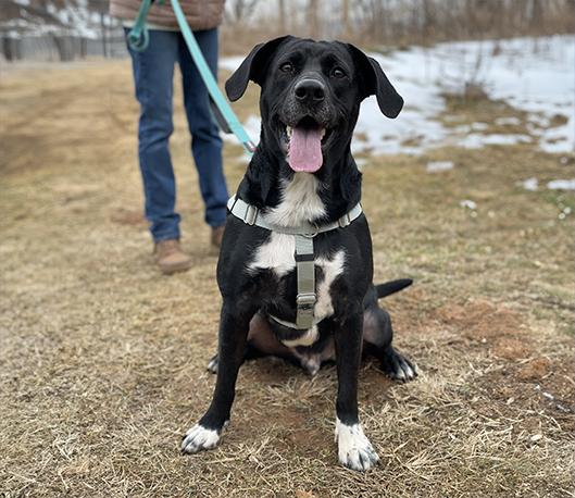 Enlarge Bruce, a ADOPTABLE mixed breed in Charles Town, WV image 1/4