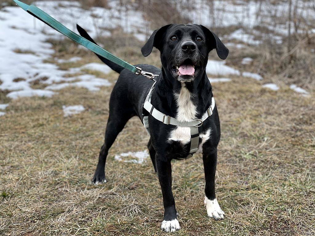 Enlarge Bruce, a ADOPTABLE mixed breed in Charles Town, WV image 2/4