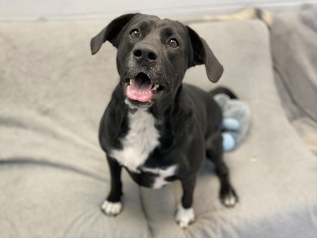 Enlarge Bruce, a ADOPTABLE mixed breed in Charles Town, WV image 4/4
