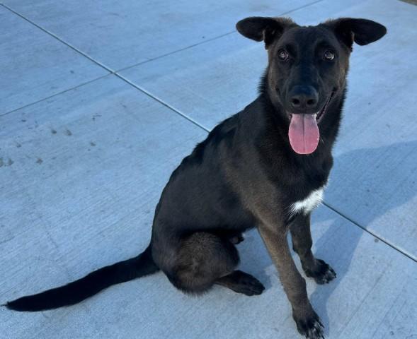 JAMES, Adoptable, Young Male Belgian Shepherd / Malinois & Mixed Breed.