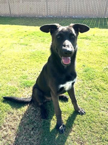 JAMES, Adoptable, Young Male Belgian Shepherd / Malinois & Mixed Breed.