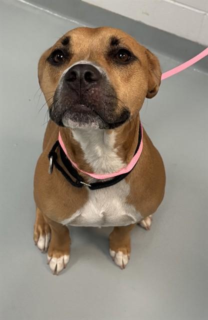 Enlarge GIDEON, a Adoptable mixed breed in Saint Cloud, FL image 1/1