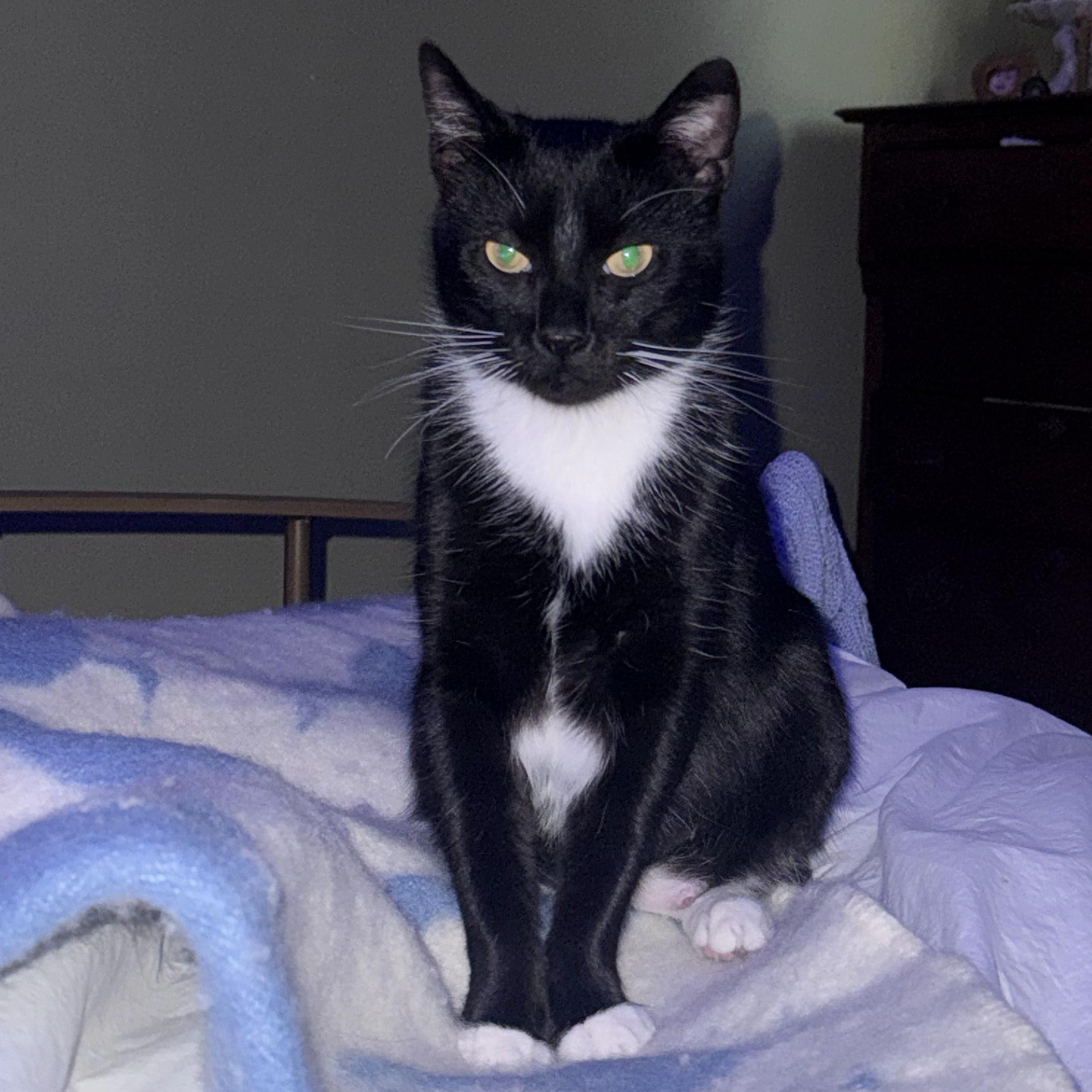 Enlarge Peppercorn, a Adoptable American Shorthair in Weehawken, NJ image 2/5