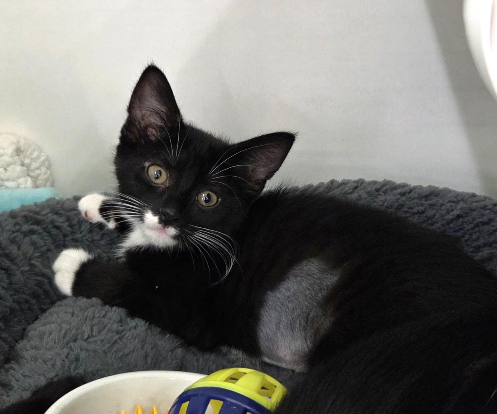 Blanche, an adopted Tuxedo in New Albany, OH image 1/3