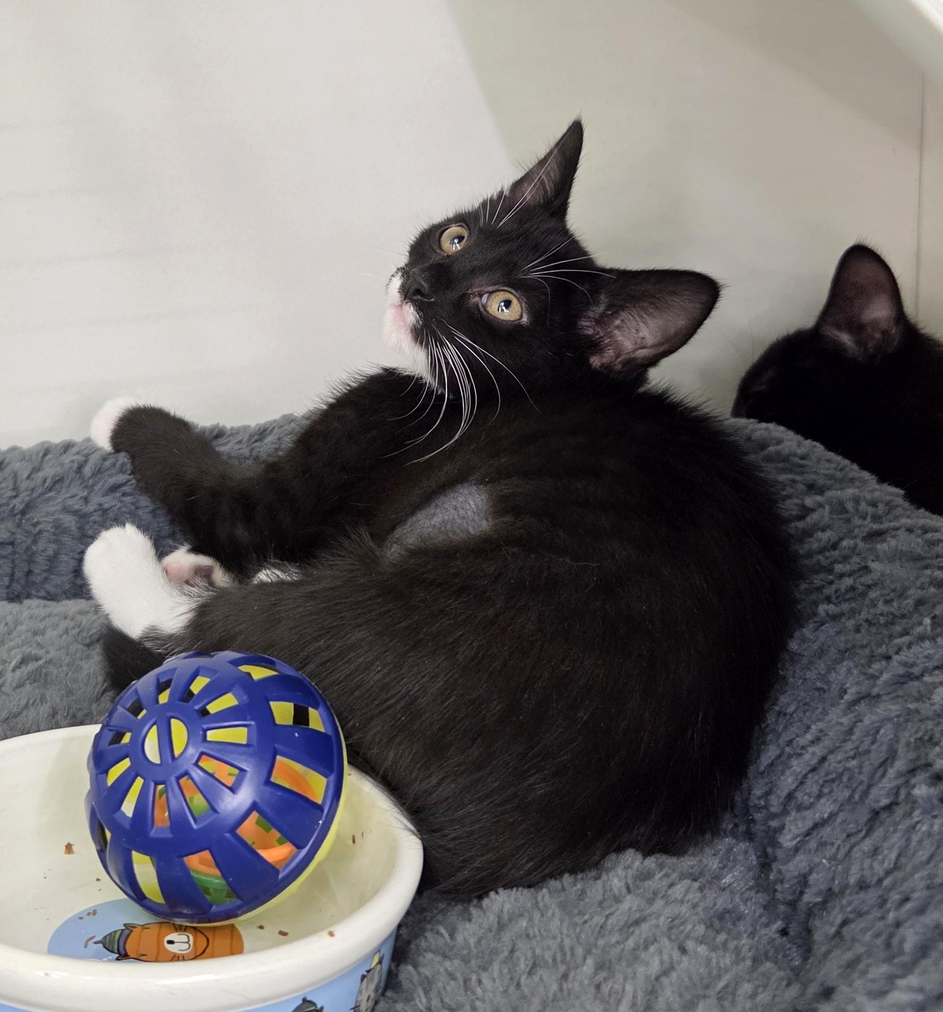 Blanche, an adopted Tuxedo in New Albany, OH image 2/3