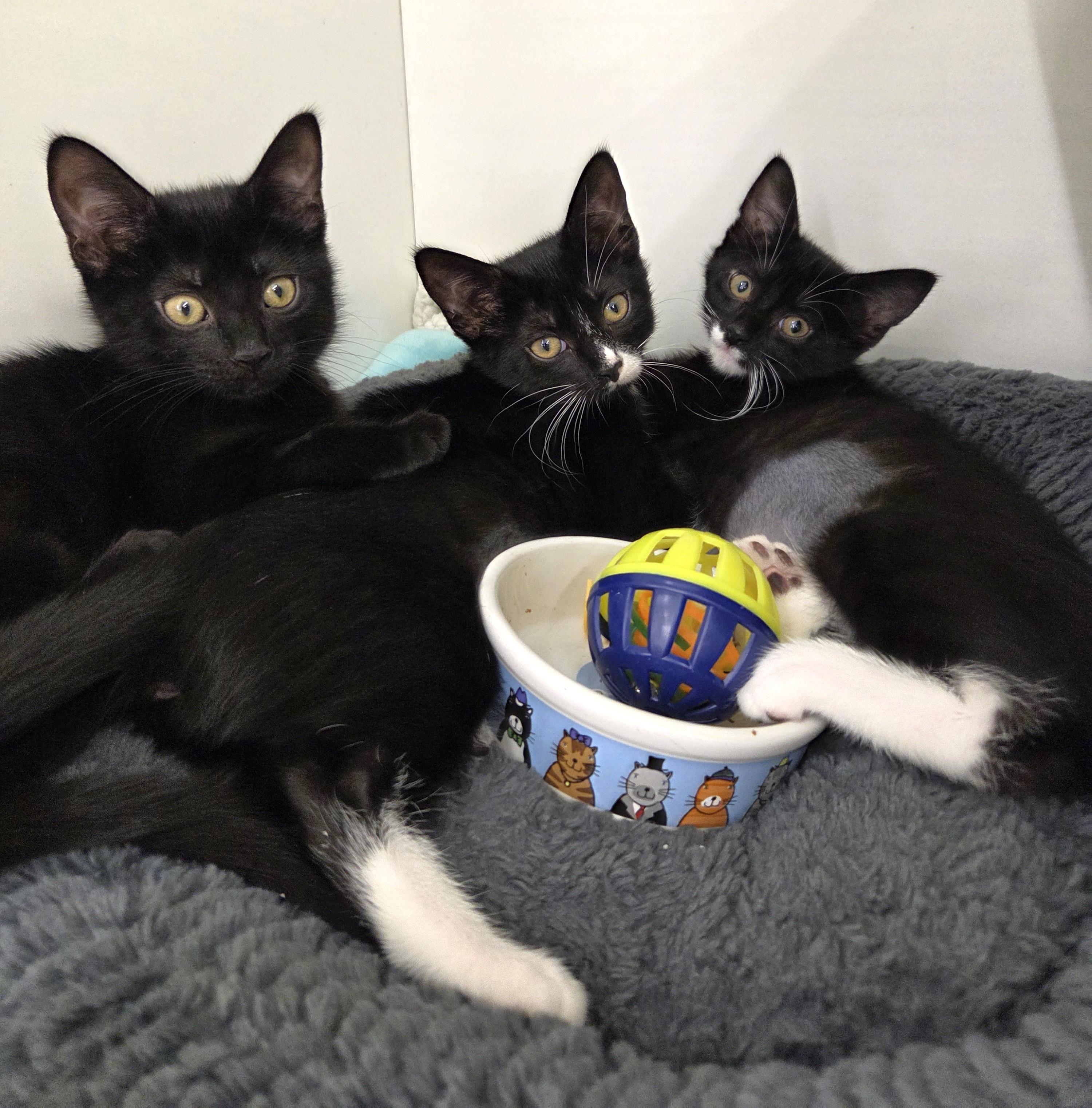 Blanche, an adopted Tuxedo in New Albany, OH image 3/3