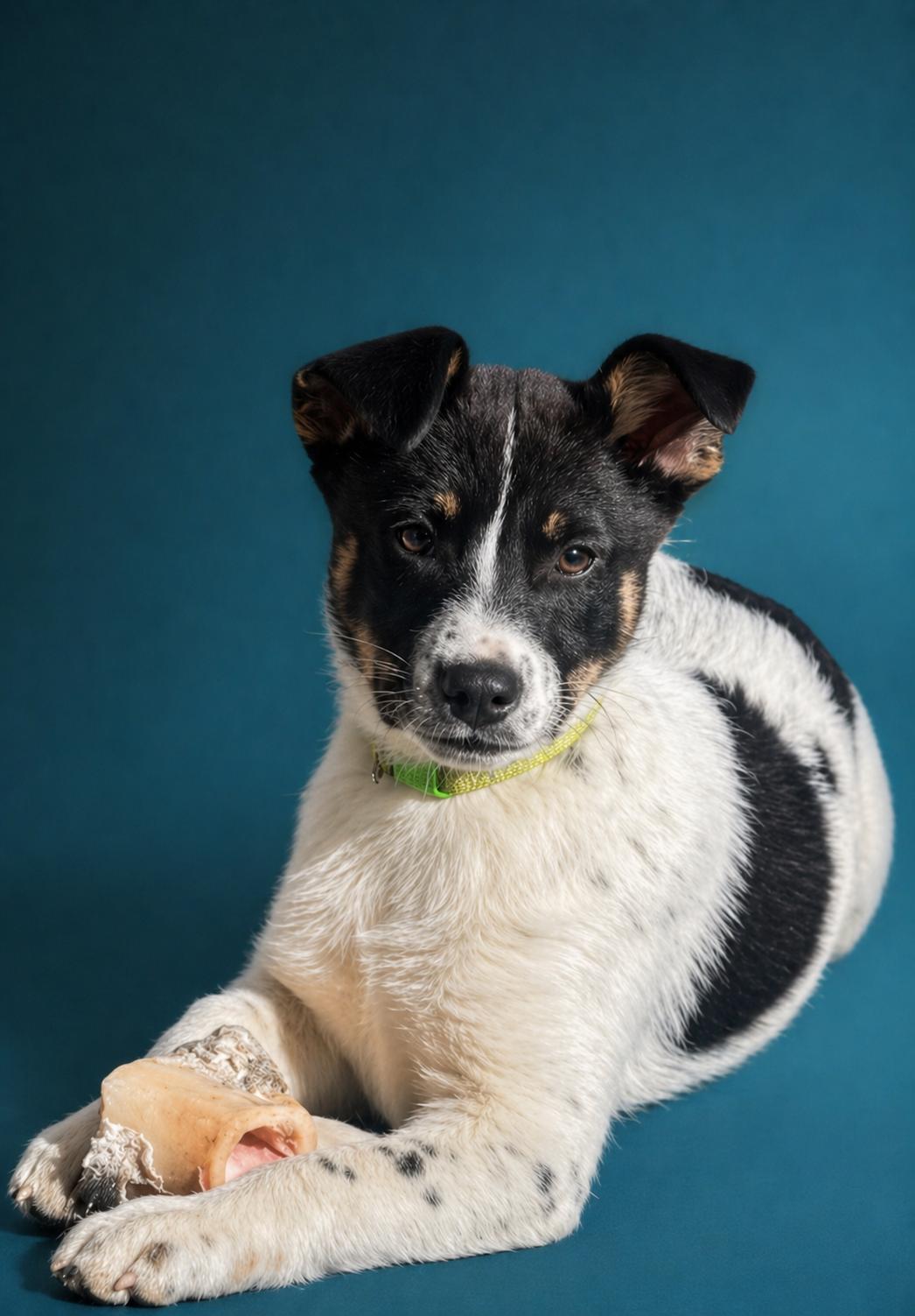 Enlarge Missy, a Adoptable mixed breed in Manteca, CA image 2/6