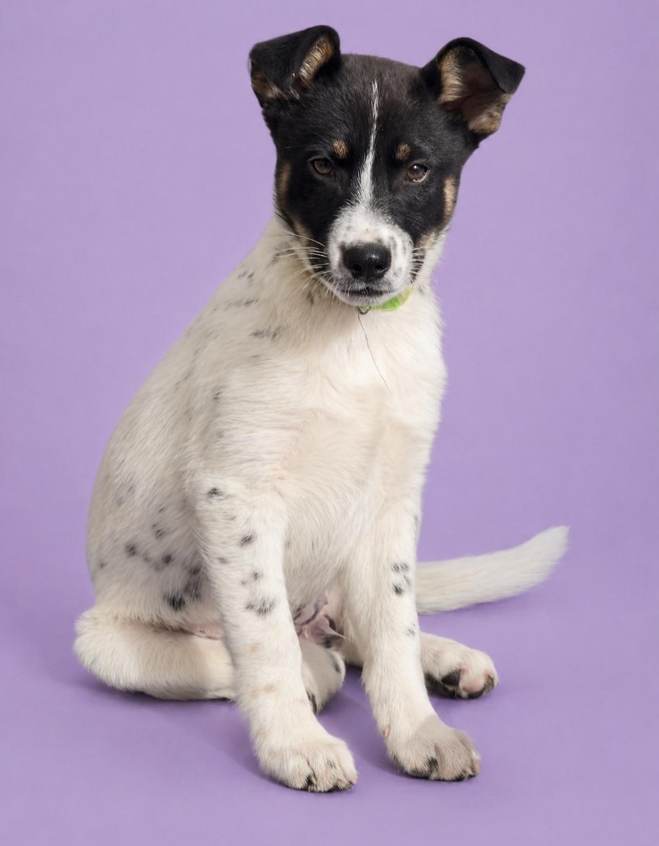 Enlarge Missy, a Adoptable mixed breed in Manteca, CA image 4/6