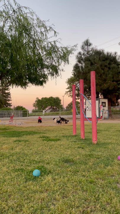 Enlarge Missy, a Adoptable mixed breed in Manteca, CA video 6/6