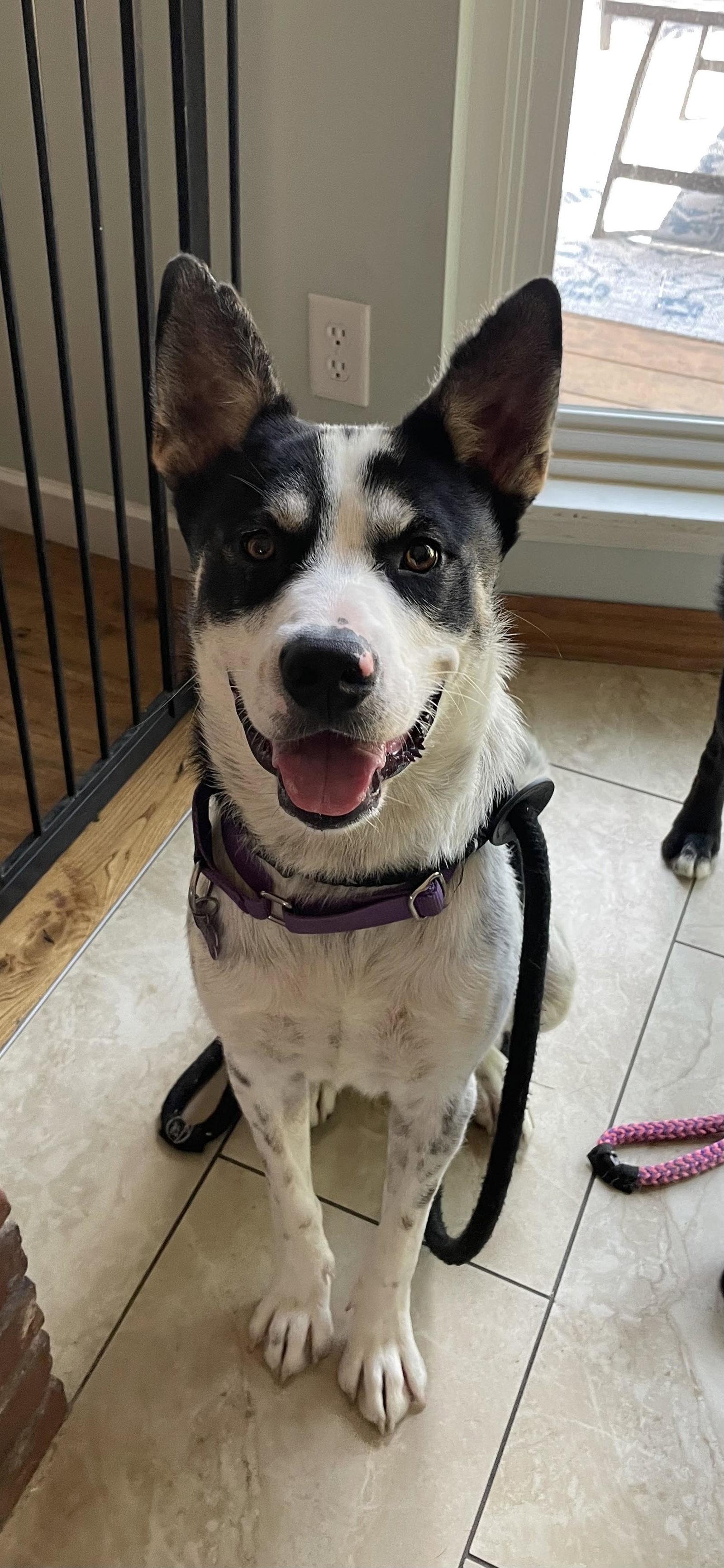 Keno, Adoptable, Adult Male Australian Cattle Dog / Blue Heeler.