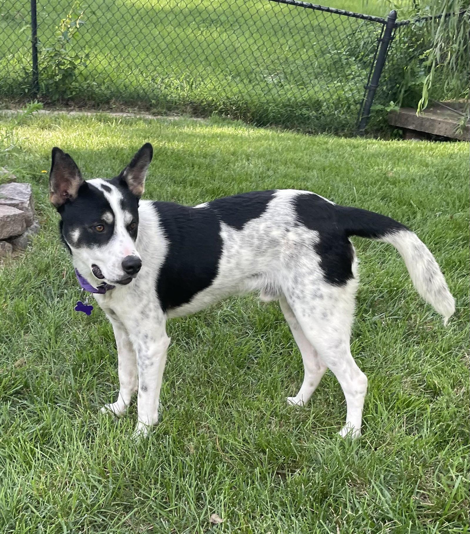 Enlarge Keno, a Adoptable Australian Cattle Dog / Blue Heeler in St. Louis, MO image 2/3