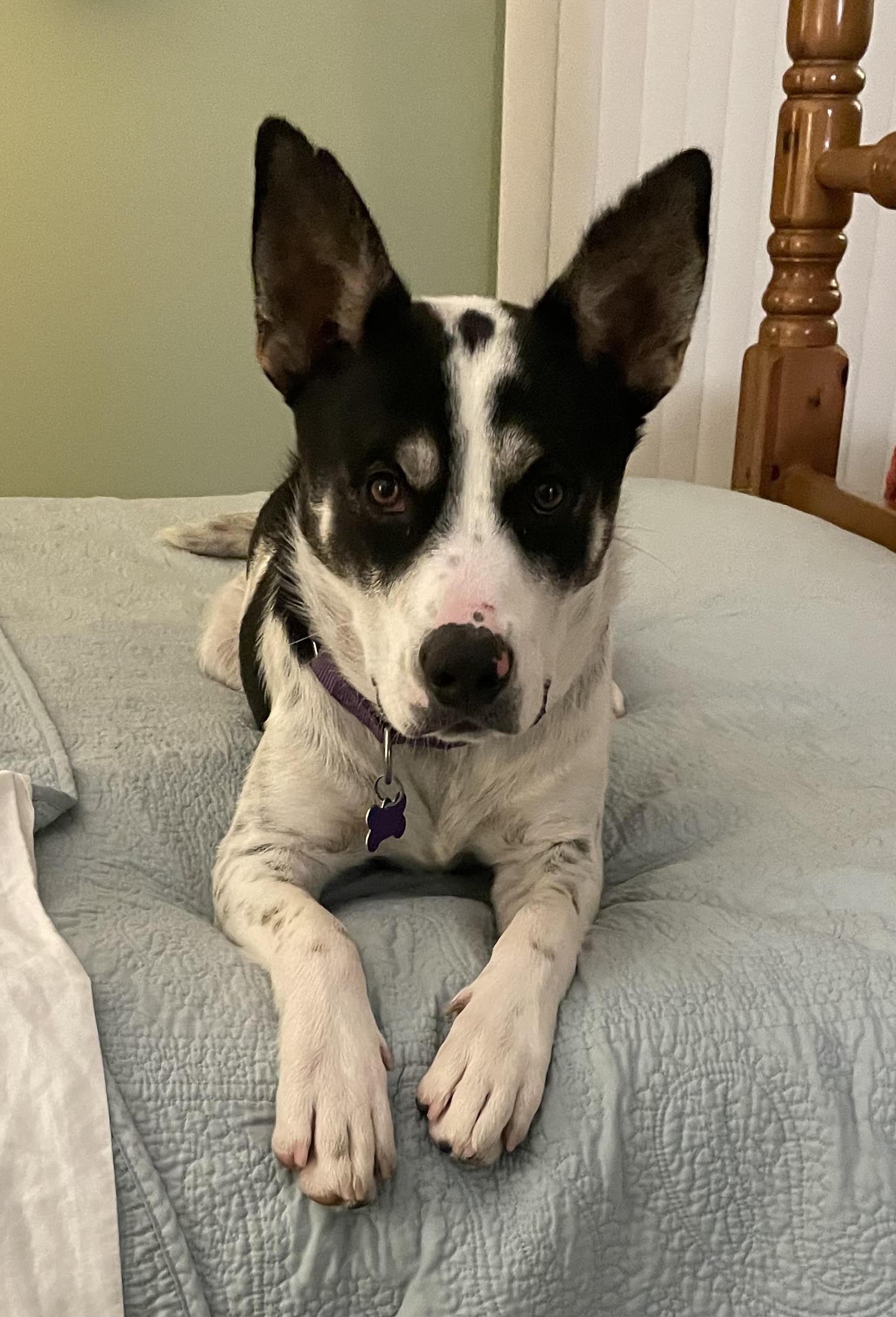 Enlarge Keno, a Adoptable Australian Cattle Dog / Blue Heeler in St. Louis, MO image 3/3