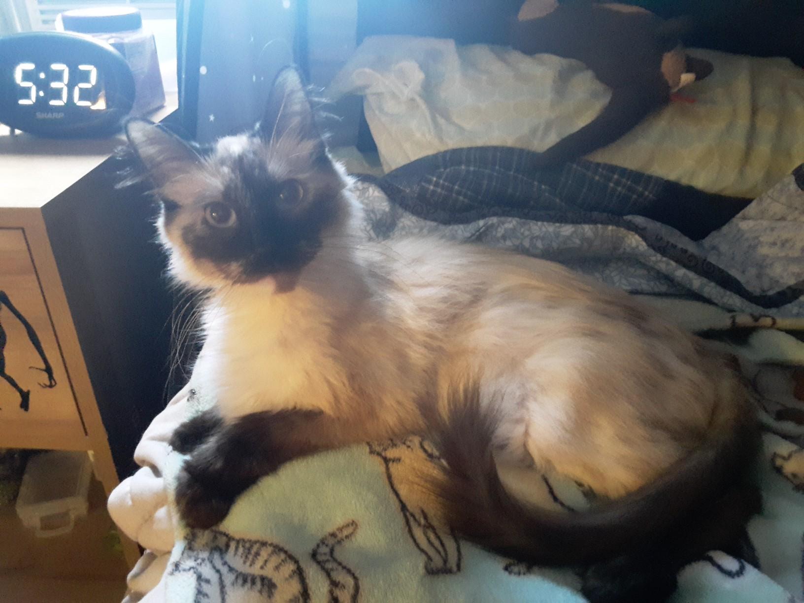 Amaya, an adoptable Himalayan in Honeoye, NY, 14471 | Photo Image 1
