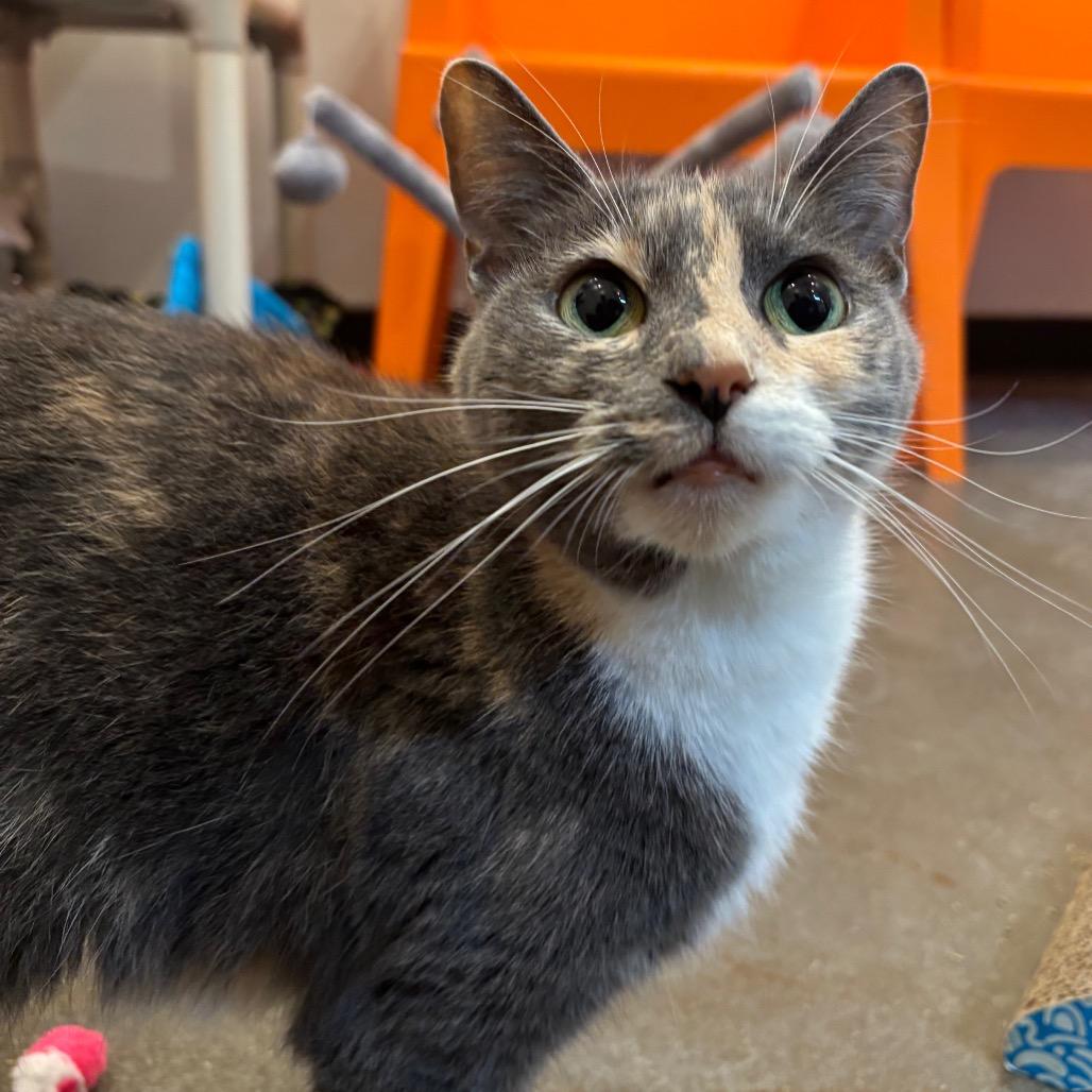 Athena, a Adoptable Domestic Short Hair in Washington Township, OH image 1/6