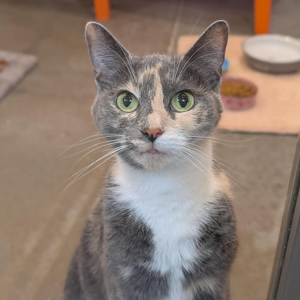 Athena, a Adoptable Domestic Short Hair in Washington Township, OH image 2/6