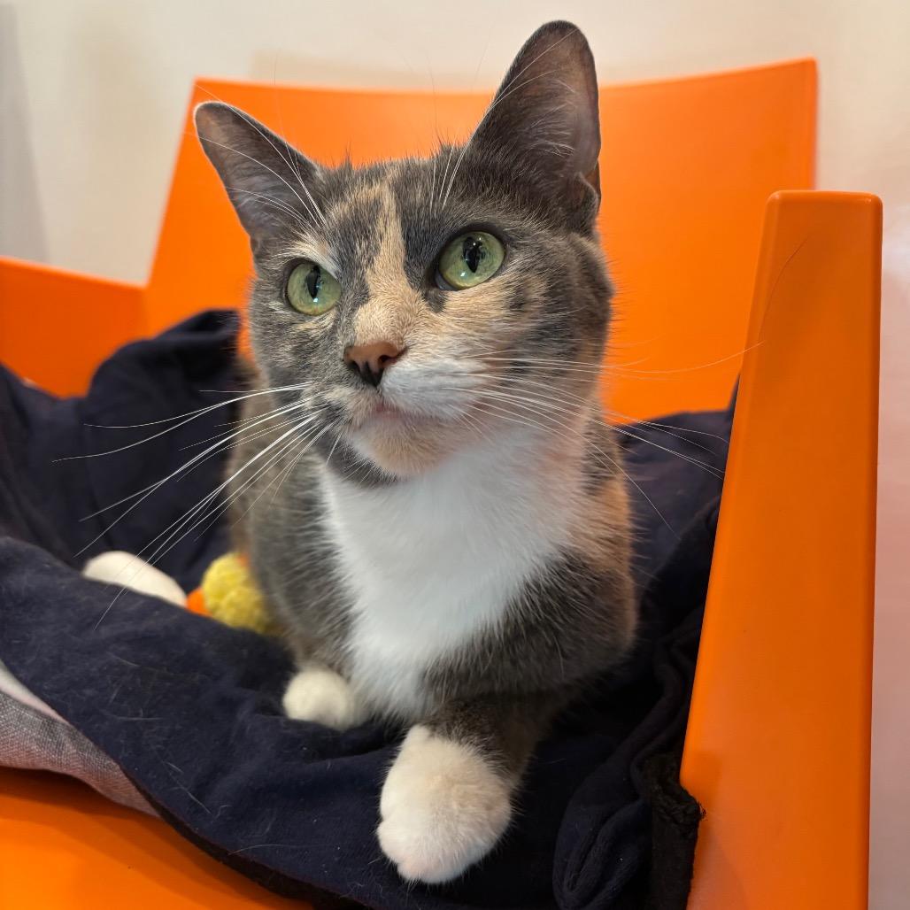 Athena, a Adoptable Domestic Short Hair in Washington Township, OH image 3/6