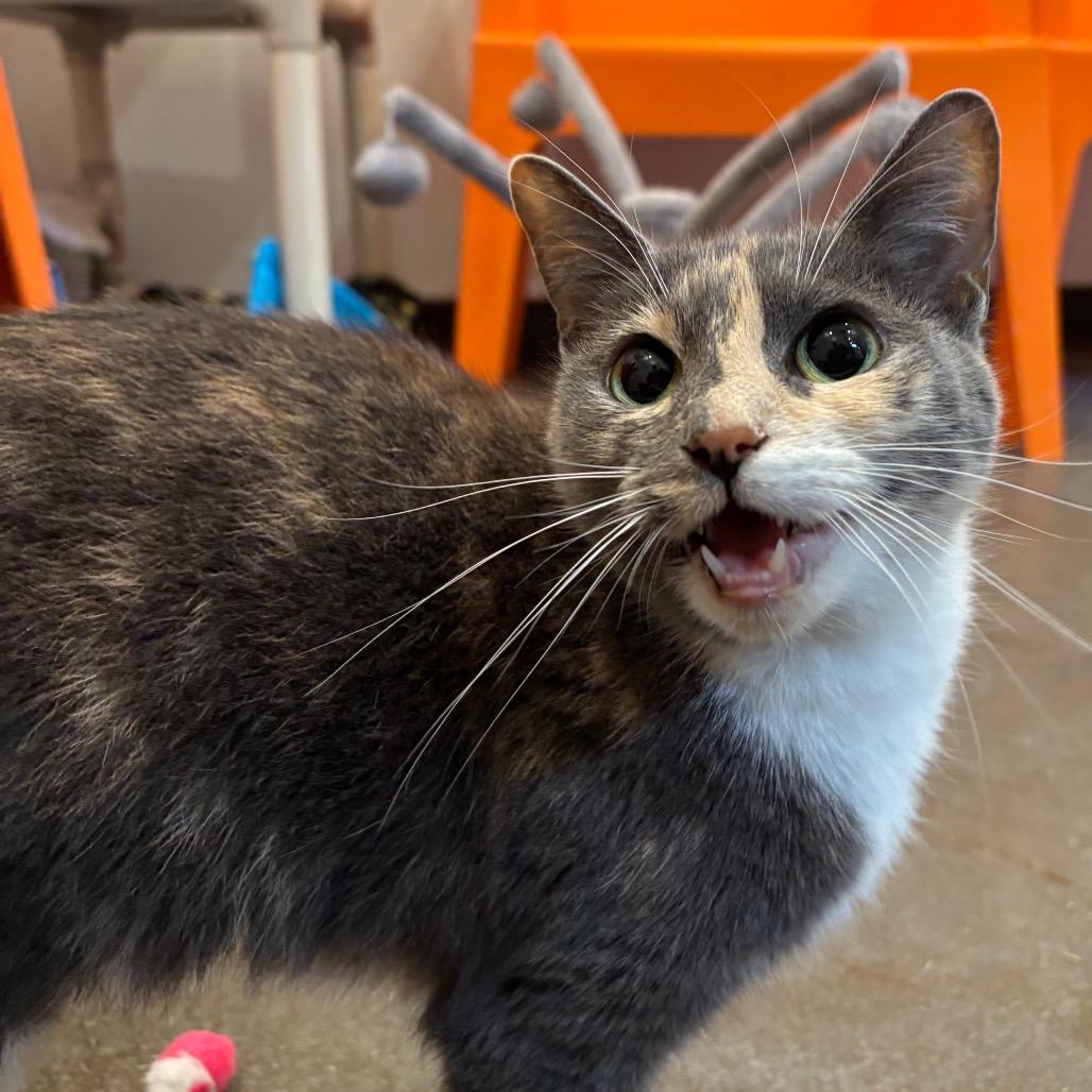 Athena, a Adoptable Domestic Short Hair in Washington Township, OH image 4/6