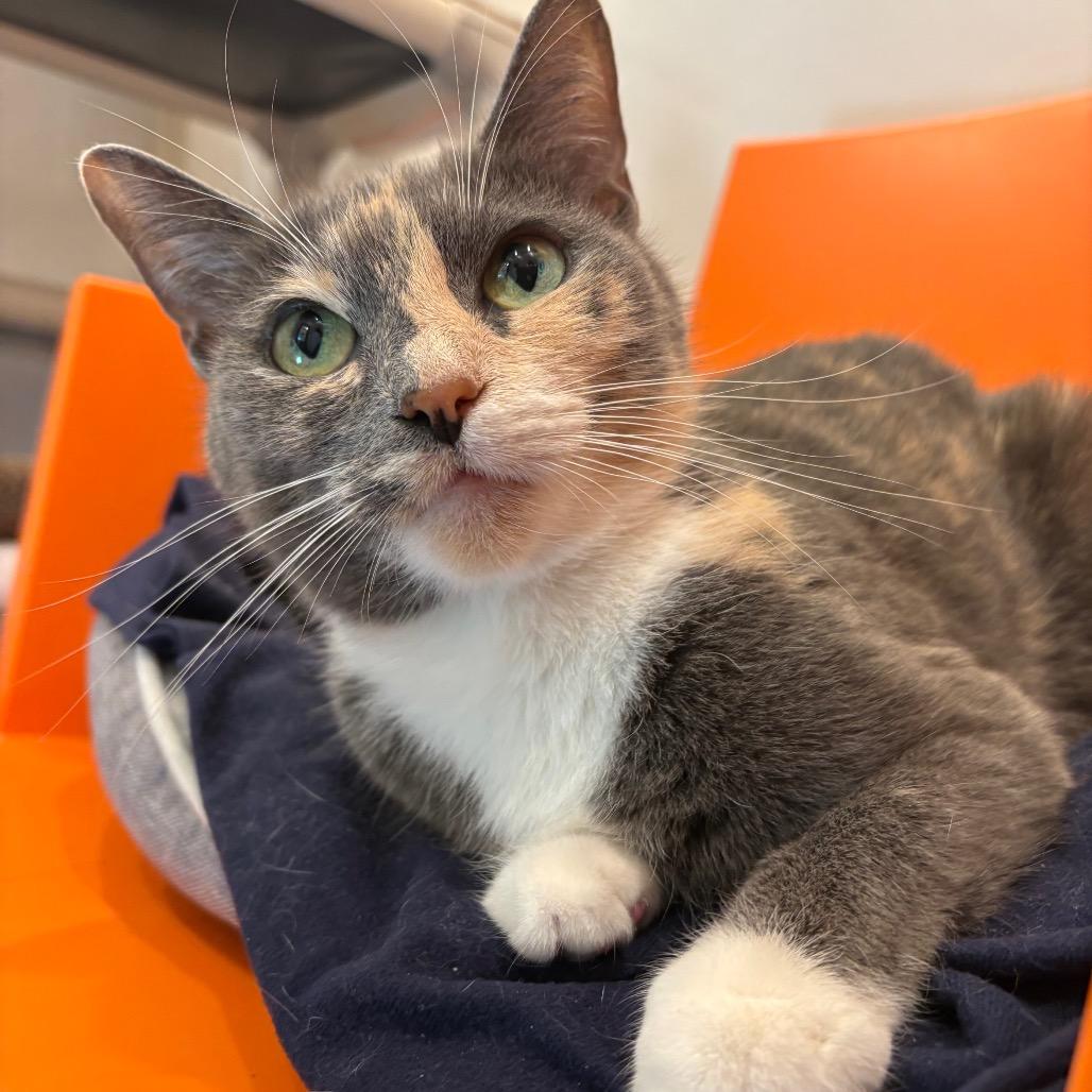 Athena, a Adoptable Domestic Short Hair in Washington Township, OH image 5/6