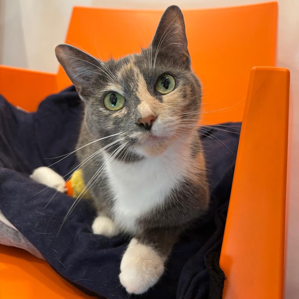 Athena, a Adoptable Domestic Short Hair in Washington Township, OH image 6/6
