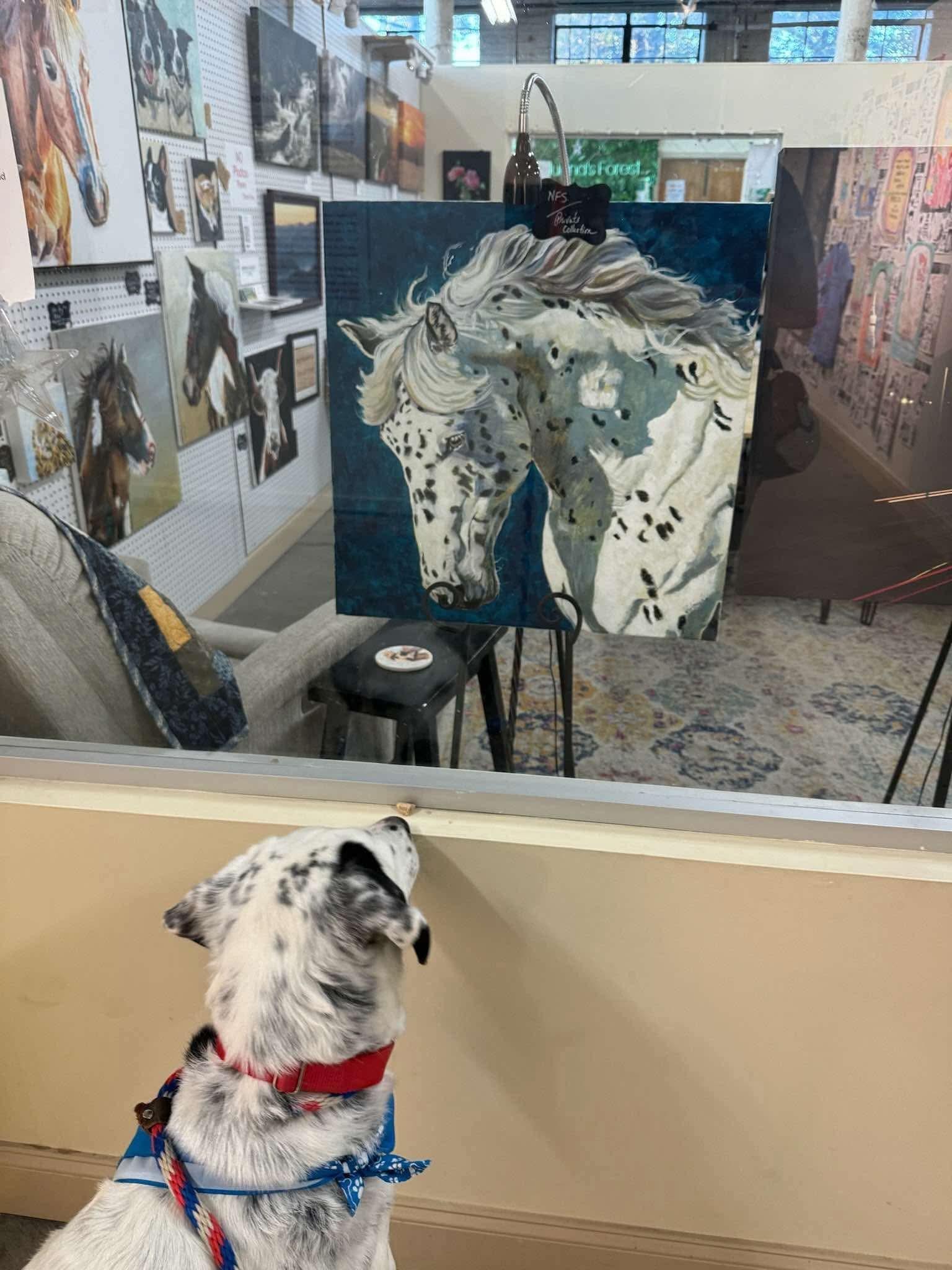 Pongo Sr., a Adoptable Dalmatian in Fairhaven, MA image 1/6