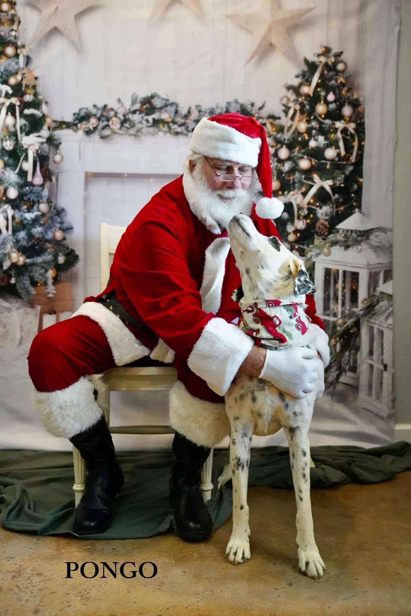 Pongo Sr., a Adoptable Dalmatian in Fairhaven, MA image 2/6