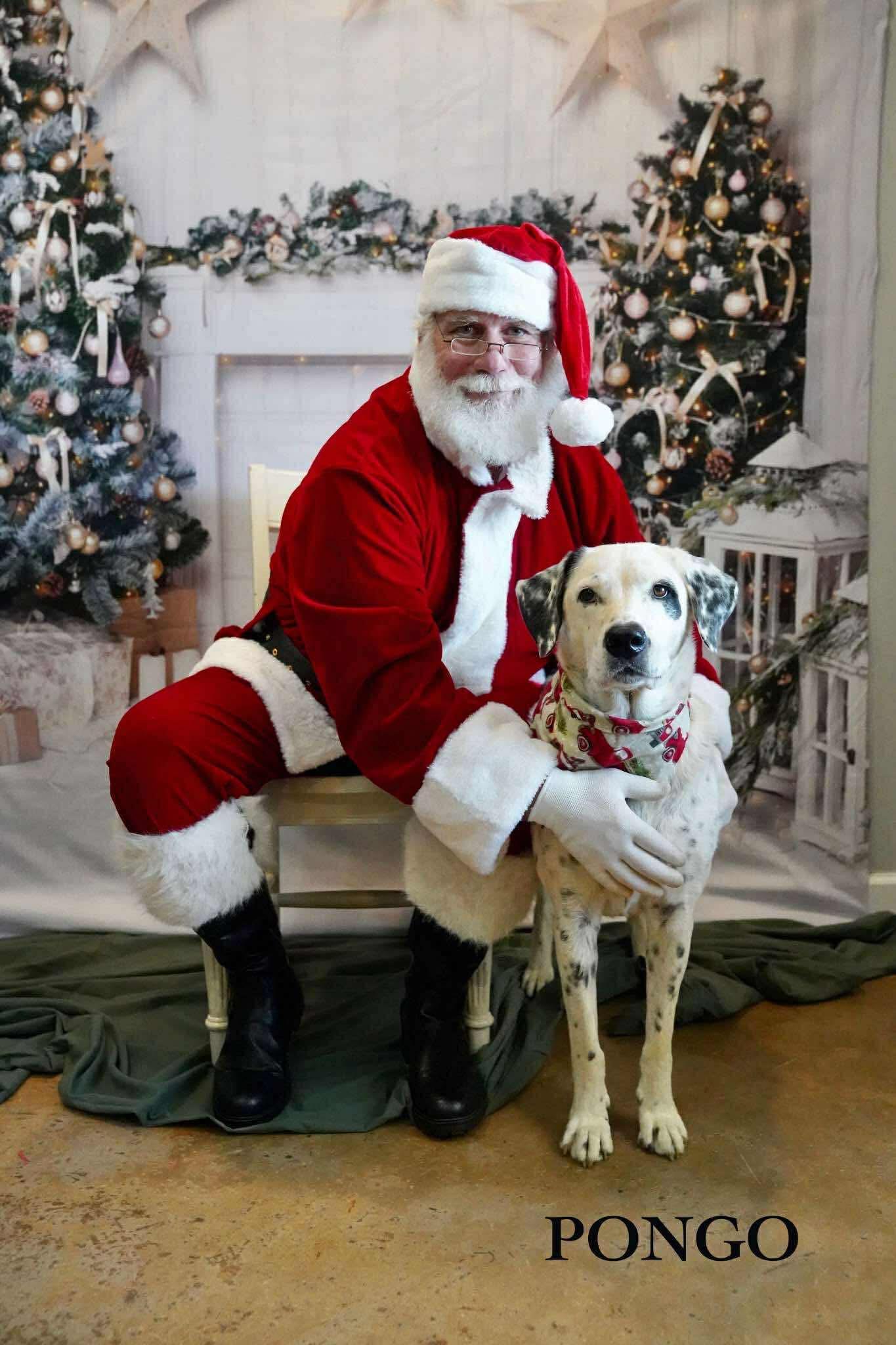 Pongo Sr., a Adoptable Dalmatian in Fairhaven, MA image 3/6
