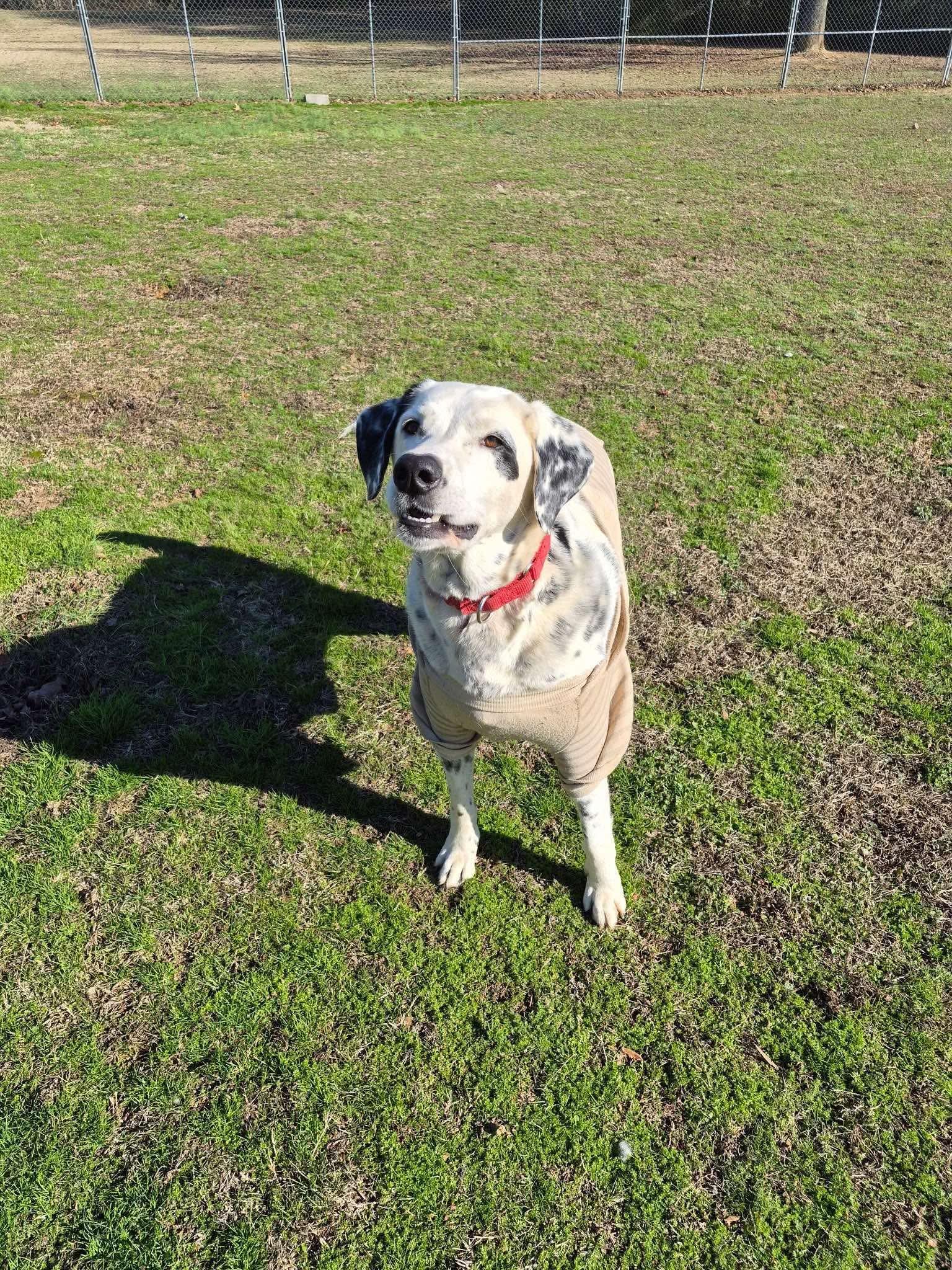 Pongo Sr., a Adoptable Dalmatian in Fairhaven, MA image 4/6