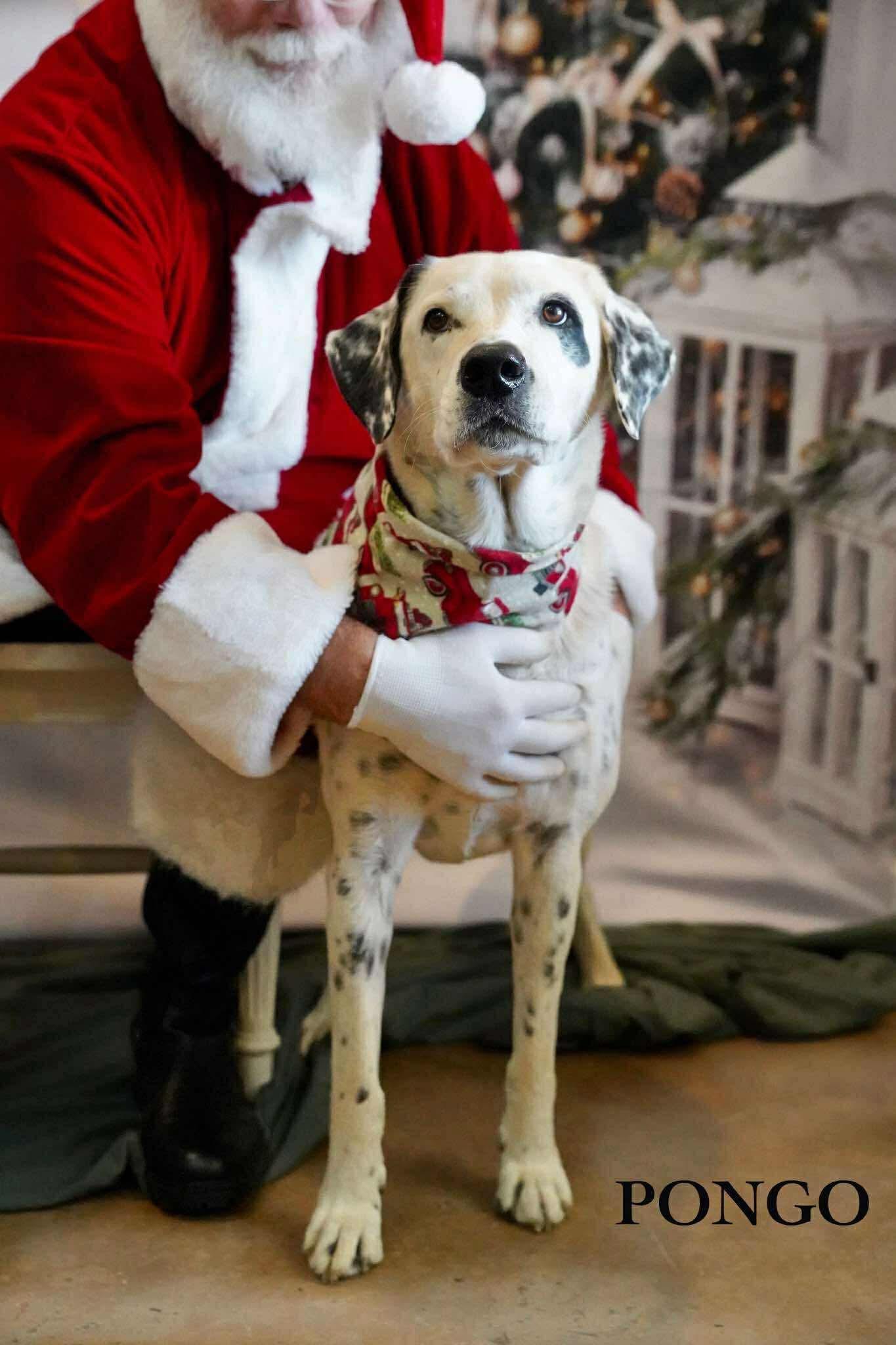 Pongo Sr., a Adoptable Dalmatian in Fairhaven, MA image 5/6