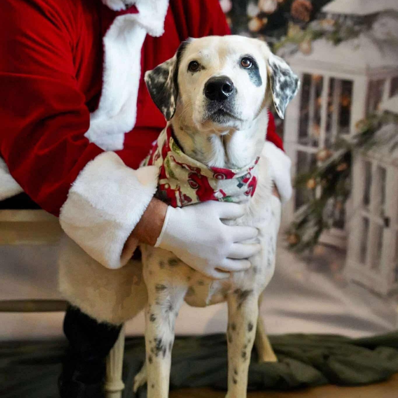 Pongo Sr., a Adoptable Dalmatian in Westport, MA image 1/2