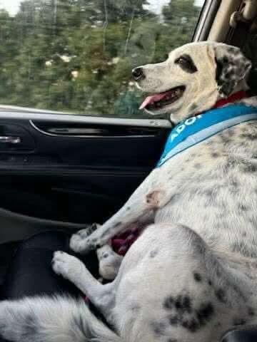 Pongo Sr., a Adoptable Dalmatian in Fairhaven, MA image 6/6